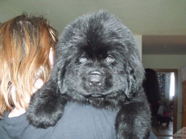 Фото: ньюфаундленд Жемчуг Гранд (Zhemchug Grand)