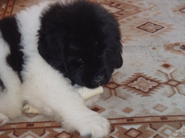 Фото: Жан Конкистадор кобель от, ньюфаундленд Neverine's Earthquaker, ньюфаундленд Топтыжка Сияние от Айсберга