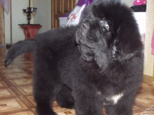 Фото: ньюфаундленд Жгучий Брюнет