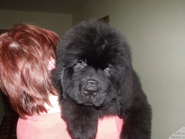 Фото: ньюфаундленд Жребий Удачи от Тори