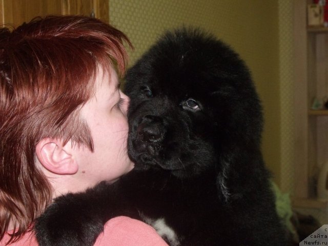 Фото: Желанная Моя от, ньюфаундленд Neverine's Earthquaker, ньюфаундленд Топтыжка Сияние от Айсберга