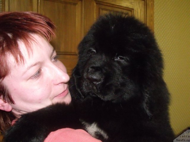 Фото: Желанная Моя от, ньюфаундленд Neverine's Earthquaker, ньюфаундленд Топтыжка Сияние от Айсберга