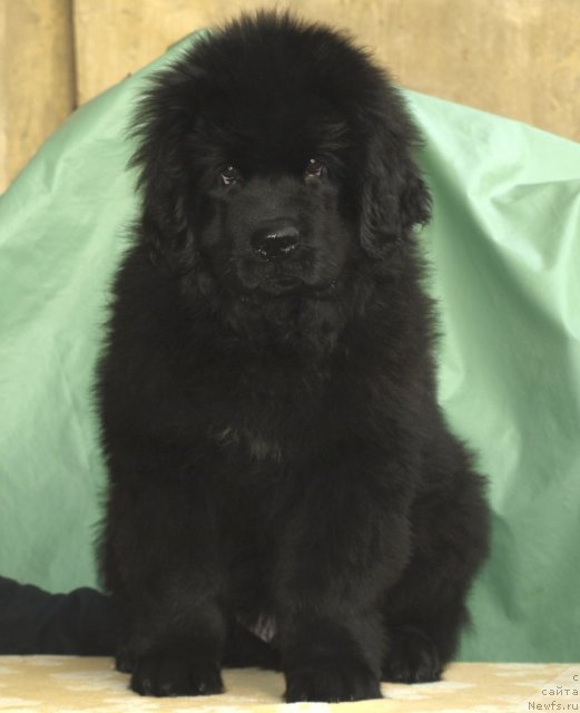 Фотография № 63088