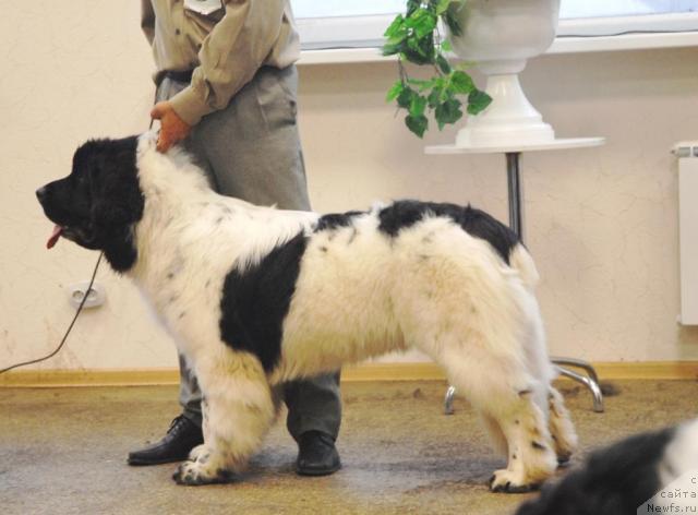 Фото: ньюфаундленд Супер Бизон Батон
