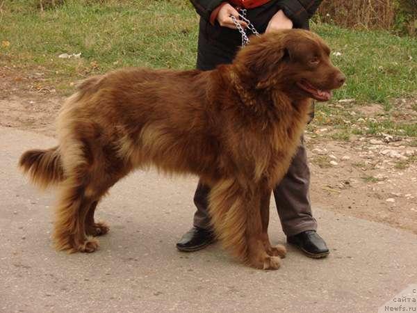 Фото: ньюфаундленд Лесная Сказка Изольда