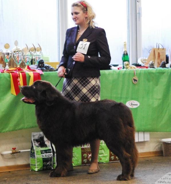 Фото: ньюфаундленд Voyager Midnight Bear