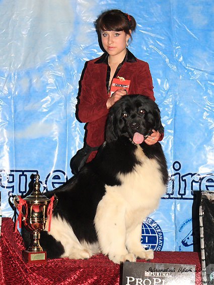 Фото: ньюфаундленд Супер Премиум Жрица Звезд (Super Premium Zhritsa Zvezd)