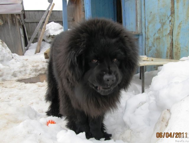 Фото: ньюфаундленд Их Высочество Владлена Маджикс