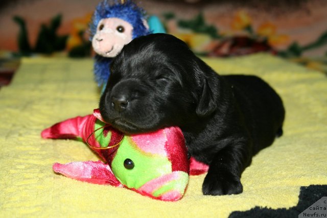 Фото: ньюфаундленд Смигар Осенняя Сказка