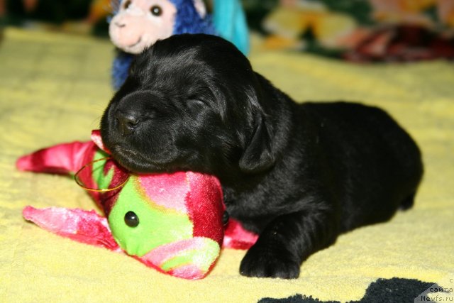 Фото: ньюфаундленд Смигар Осенняя Сказка