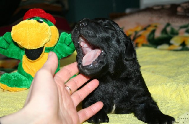 Фото: ньюфаундленд Смигар Осенняя Сказка