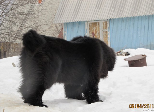 Фото: ньюфаундленд Их Высочество Владлена Маджикс