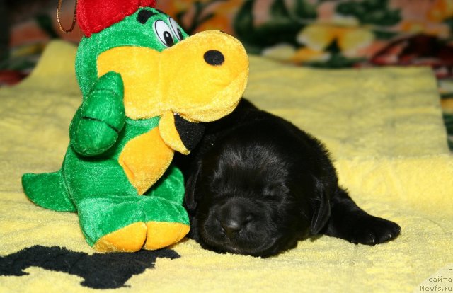 Фото: ньюфаундленд Смигар Осенняя Сказка