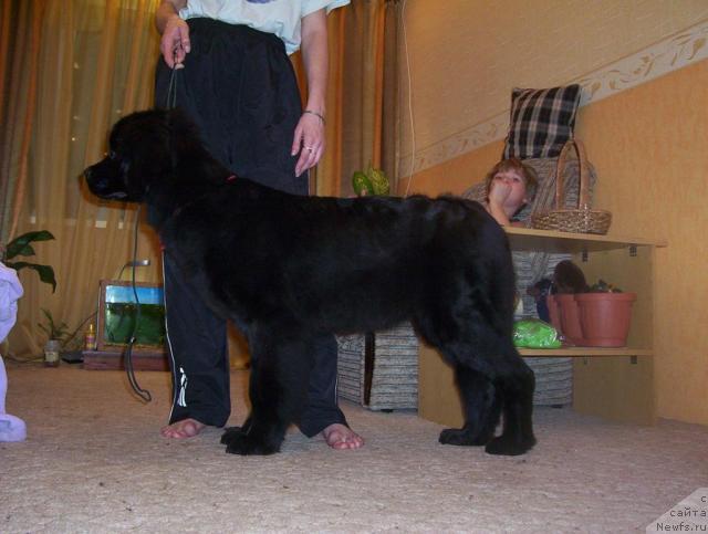 Фото: ньюфаундленд Ай Лав Рич (Ai Love Rich)