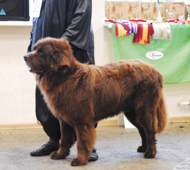 Фото: ньюфаундленд Юджин с Берега Дона
