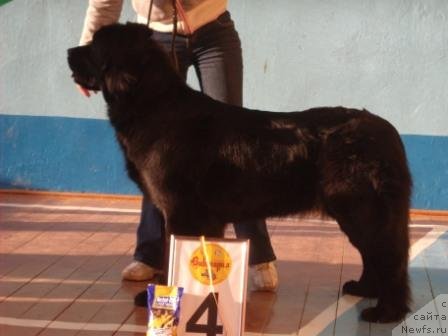 Фото: ньюфаундленд Роскошь Золотая