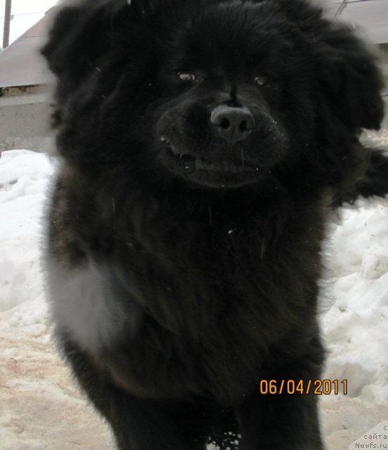 Фото: ньюфаундленд Их Высочество Владлена Маджикс