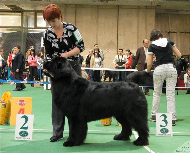 Фото: ньюфаундленд Сент Джонс Ричард Блек Голд (Sent Djons Richard Black Gold)