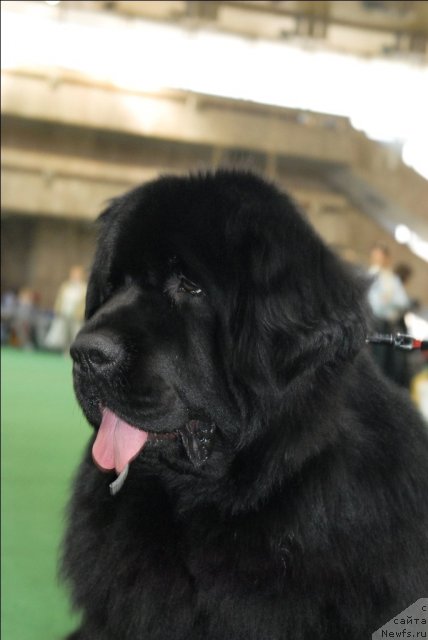 Фотография № 63126