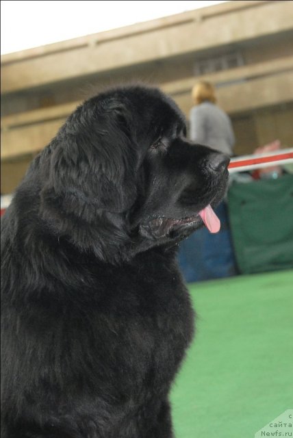 Фото: ньюфаундленд Сент Джонс Ричард Блек Голд (Sent Djons Richard Black Gold)