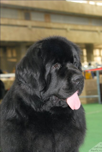 Фото: ньюфаундленд Сент Джонс Ричард Блек Голд (Sent Djons Richard Black Gold)