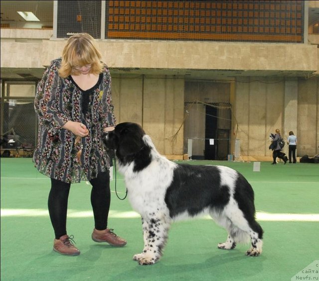 Фото: ньюфаундленд Сент Джонс Фаберже Коллекшен (Sent Djons Faberge Collection)