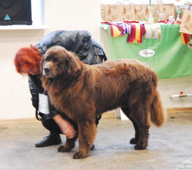 Фото: ньюфаундленд Юджин с Берега Дона