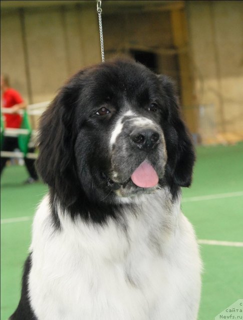 Фото: ньюфаундленд Сент Джонс Фаберже Коллекшен (Sent Djons Faberge Collection)