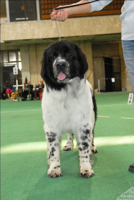 Фото: ньюфаундленд Сент Джонс Фаберже Коллекшен (Sent Djons Faberge Collection)