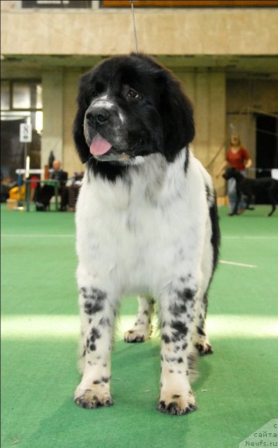 Фото: ньюфаундленд Сент Джонс Фаберже Коллекшен (Sent Djons Faberge Collection)