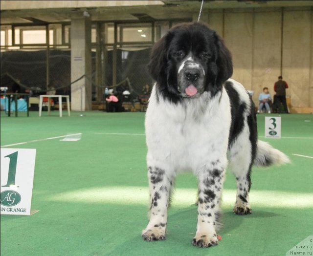 Фото: ньюфаундленд Сент Джонс Фаберже Коллекшен (Sent Djons Faberge Collection)