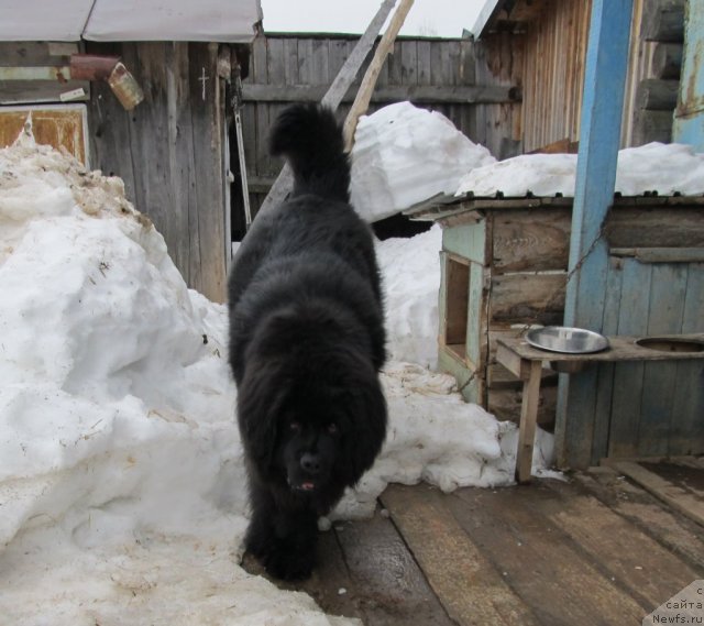 Фото: ньюфаундленд Их Высочество Владлена Маджикс