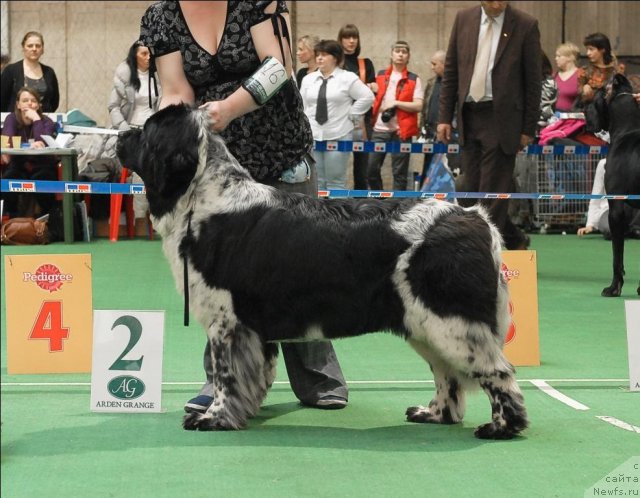 Фото: ньюфаундленд Сент Джонс Пеппи Длинный Чулок (Sent Djons Peppi Dlinny Chulok)