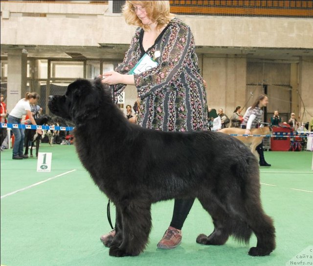 Фото: ньюфаундленд Сент Джонс Ульрика (Sent Djons Ulrika)