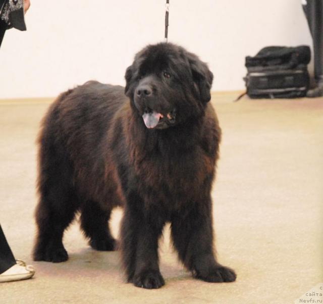 Фото: ньюфаундленд Зет Сэксесс из Медвежьего Яра (Zet Success iz Medvejyego Yara)