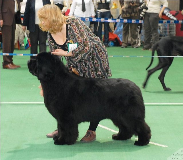 Фото: ньюфаундленд Сент Джонс Роуз фо Ми (Sent Djons Rose for Me)