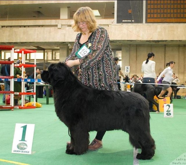 Фото: ньюфаундленд Сент Джонс Роуз фо Ми (Sent Djons Rose for Me)