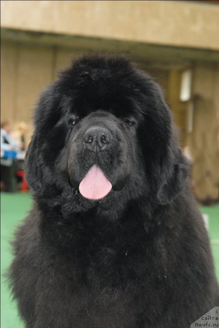 Фото: ньюфаундленд Сент Джонс Роуз фо Ми (Sent Djons Rose for Me)