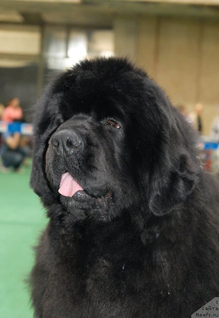 Фото: ньюфаундленд Сент Джонс Роуз фо Ми (Sent Djons Rose for Me)