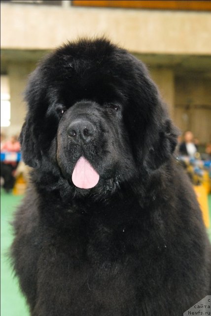 Фото: ньюфаундленд Сент Джонс Роуз фо Ми (Sent Djons Rose for Me)