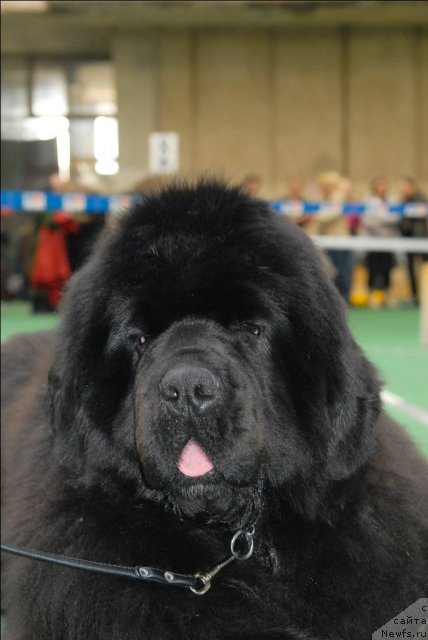 Фото: ньюфаундленд Сент Джонс Роуз фо Ми (Sent Djons Rose for Me)