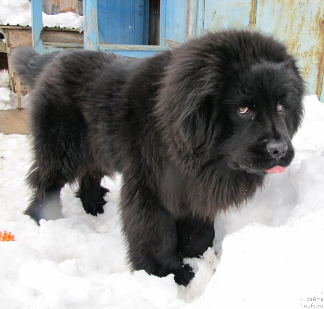 Фото: ньюфаундленд Их Высочество Владлена Маджикс