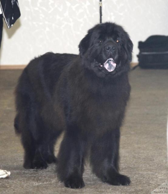 Фото: ньюфаундленд Зет Сэксесс из Медвежьего Яра (Zet Success iz Medvejyego Yara)
