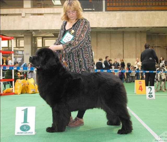 Фото: ньюфаундленд Сент Джонс Дора (Sent Djons Dora)