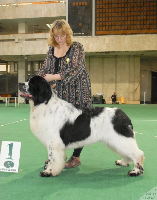 Фото: ньюфаундленд Сент Джонс Парад Планет
