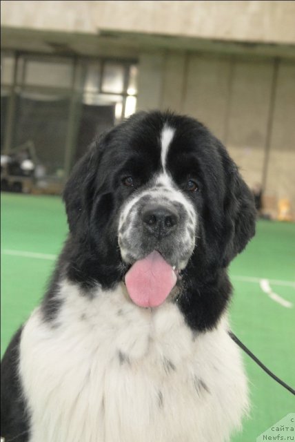 Фото: ньюфаундленд Сент Джонс Парад Планет