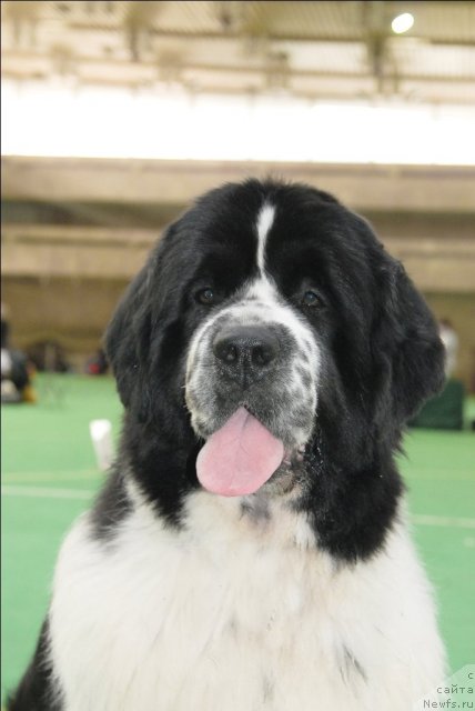 Фотография № 63155