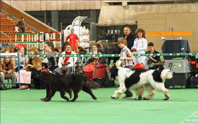 Фото: ньюфаундленд Сент Джонс Парад Планет