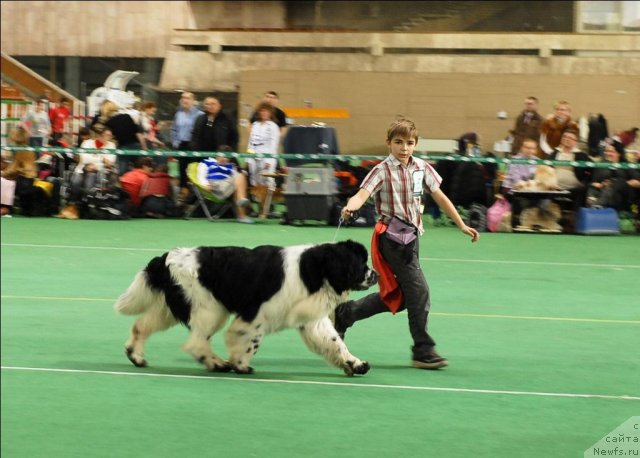 Фото: ньюфаундленд Сент Джонс Парад Планет
