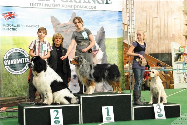 Фото: ньюфаундленд Сент Джонс Парад Планет